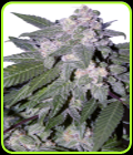 Auto Blue - Seedmakers Seeds