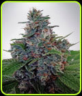 SALE - Auto Blue Amnesia - Ministry of Cannabis - Cannabis Seed Sale Items