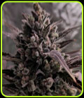 Auto Blue Cheese - Original Big Buddha Family Farms