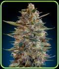 Auto Blue Diesel - Advanced Seeds