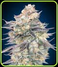Auto Blue Dream - OO Seeds