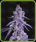 Auto Blue Nerdz - Terp Treez Co