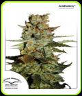 Auto Blueberry - Dutch Passion Seeds