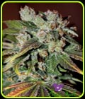 Auto Blueberry Banana - Anesia Seeds