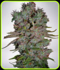 Auto Blueberry Domina - Ministry of Cannabis