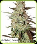 Auto Blueberry Express - Dispensario Seeds