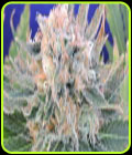 Auto Blueberry Ghost OG - Original Sensible Seeds