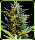 Auto Bride Cake - G13 Labs Seeds