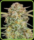 Auto Bruce Banner XXL - Advanced Seeds