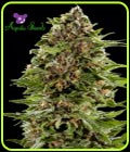 SALE - Auto BubbleGum - Anesia Seeds - Anesia Seeds