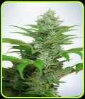 Auto CBD Star - Ministry of Cannabis