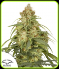 SALE - Auto CBD-Victory - Dutch Passion - Cannabis Seed Sale Items