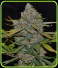 Auto CBG - Cannabiogen Seeds