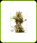SALE - Auto CBG Force - Dutch Passion - Dutch Passion Seeds
