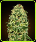 Auto California Kush - OO Seeds