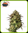 Auto Candied Satsuma - Yieldmonger Seeds