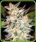 Delicious Candy Auto - Delicious Seeds