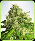 Auto Cannabis Light - Ministry of Cannabis