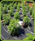 Auto Cheese - Original Big Buddha Family Farms