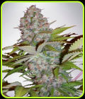 Auto Cream NL - Ministry of Cannabis