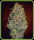 Auto Chocolate Skunk - OO Seeds