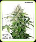 Auto Cinderella Jack - Dutch Passion Seeds