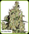 Auto Clinical Mass - Dispensario Seeds