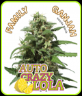 Auto Crazy Lola - Family Ganjah Seeds