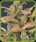 Auto Critical - CBD Seeds