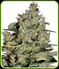 Auto Critical - Seedmakers Seeds