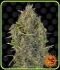 Auto Critical Kush - Barneys Farm Seeds