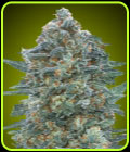 Auto Critical Lemon CBD - Advanced Seeds