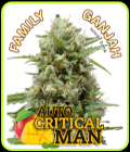 Auto Critical Man - Family Ganjah Seeds
