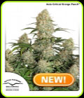 Auto Critical Orange Punch - Dutch Passion Seeds