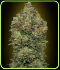 Auto Critical Soma - Advanced Seeds