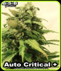 Auto Critical + - BSB Genetics