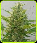 Auto Deep Purple Haze - Sumo Seeds