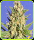 Auto Destroyer - Original Sensible Seeds