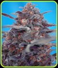 Auto Devil Cream - Sweet Seeds