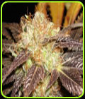 Auto Diesel - CBD Seeds