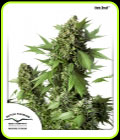 Auto Duck - Dutch Passion Seeds