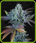 French Cookies Autoflowering - TH Seeds