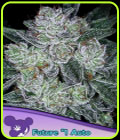 Auto Future #1 - Anesia Seeds