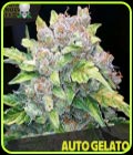 Auto Gelato - Blackskull Seeds