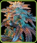 Auto Gelato - Female Seeds