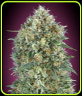 Auto Gelato #33 - Advanced Seeds