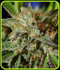 Auto Ghost Cookies - Original Sensible Seeds