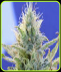 Auto Ghost OG - Original Sensible Seeds