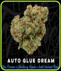 Auto Glue Dream - Top Shelf Elite Seeds