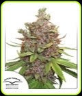 Auto Glueberry O.G. - Dutch Passion Seeds